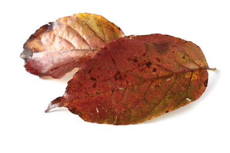 Autumn nut leaves