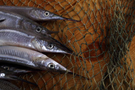 Garfish on netの写真素材