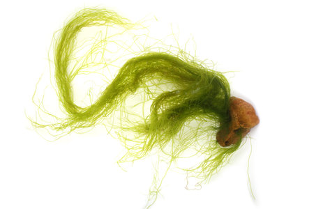 Algae isolated on white