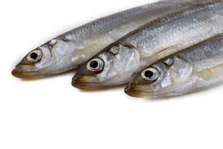 Smelt fishes isolated on whiteの写真素材