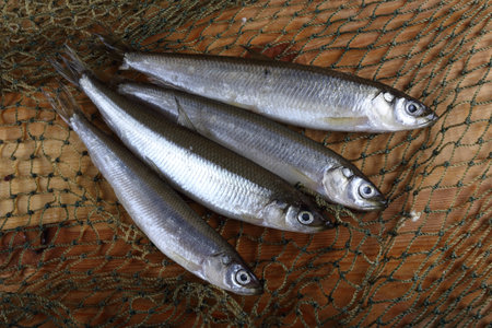 Smelt fishes on net. Pacific smelt fish variety