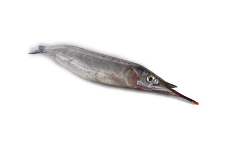 Garfish isolated on white