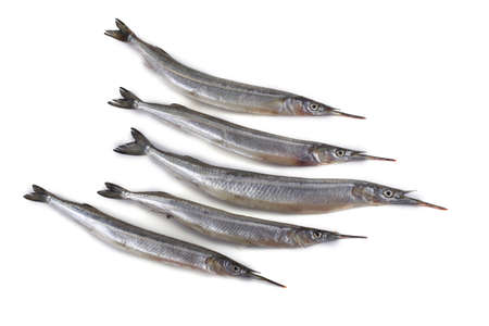 Garfish isolated on whiteの写真素材
