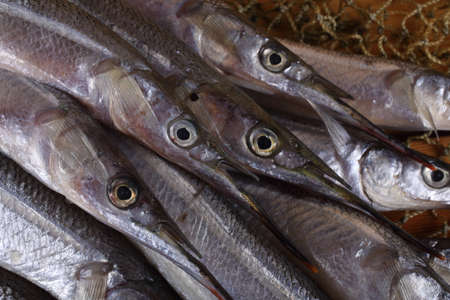 Garfish on netの写真素材