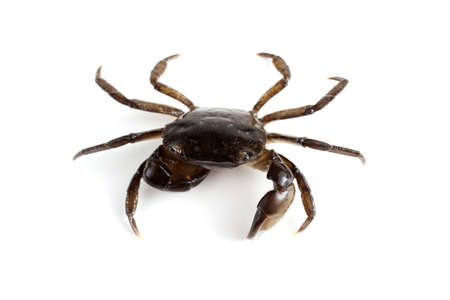 Little crab with big clawsの写真素材