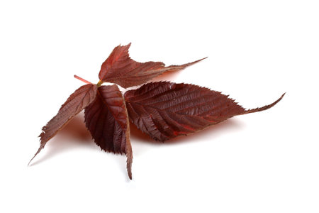 Autumn blackberry leaf