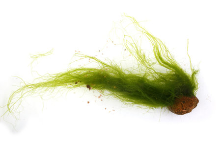 Algae isolated on white
