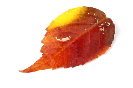 Autumn aralia leaf