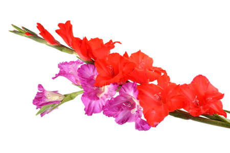 Different color gladiolusの写真素材