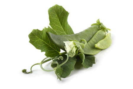 Pea isolated on whiteの写真素材