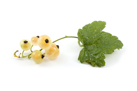 White currant and leaf