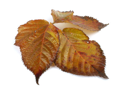 Autumn blackberry leaf
