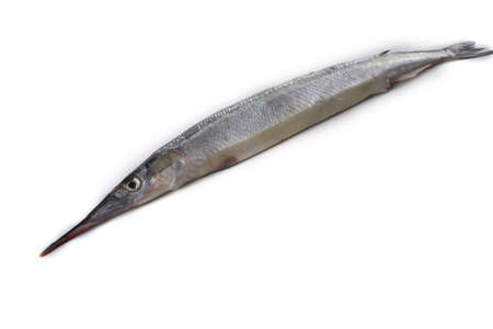 Garfish isolated on whiteの写真素材