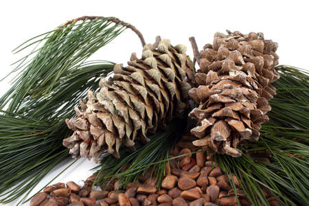 Cedar pine nuts and conesの写真素材