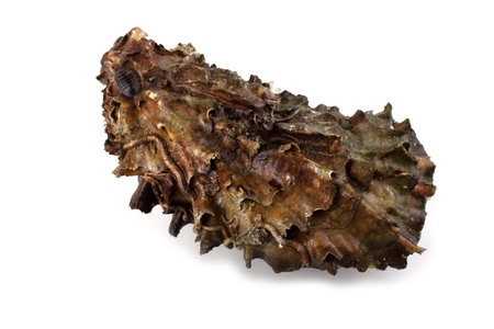 Oyster isolated on white