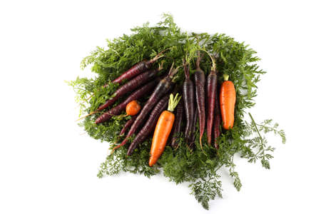 Orange and violet carrots and leavesの写真素材