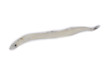 Fish noodles isolated on white