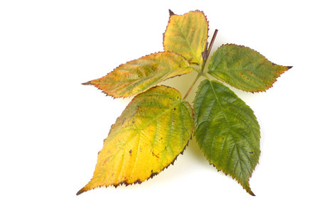 Autumn blackberry leaf