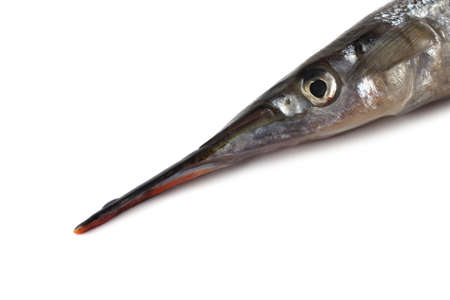 Garfish isolated on whiteの写真素材