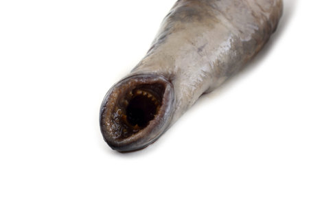 Lamprey fish. It is a stick to eat meat. This fish is delicacy.