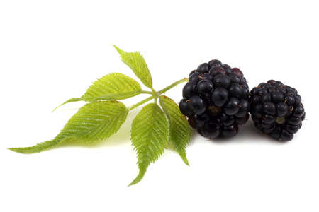 Blackberries isolated on whiteの写真素材