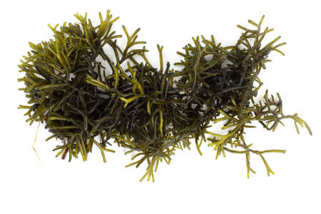 Algae isolated on whiteの写真素材