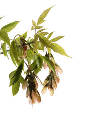 Ash-leaved maple (acer negundo)の写真素材