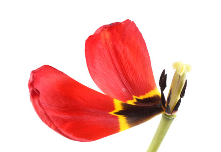 Old tulip with two petalsの写真素材
