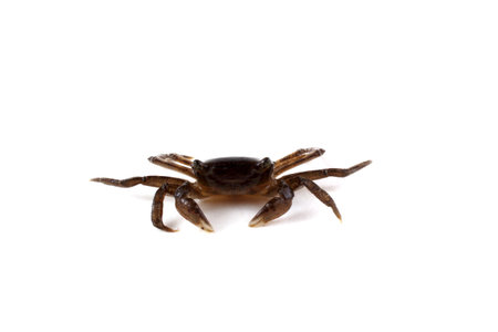 Little crab. Far eastern variety