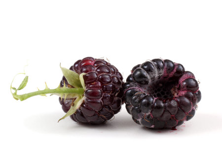 Black raspberries