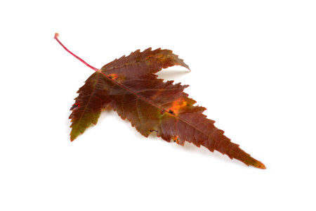Beautiful autumn leaf