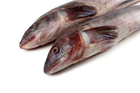 Sea bass