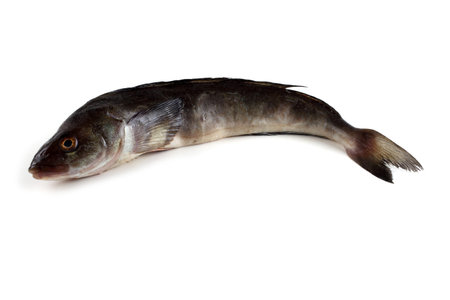 Fresh sea bass fish