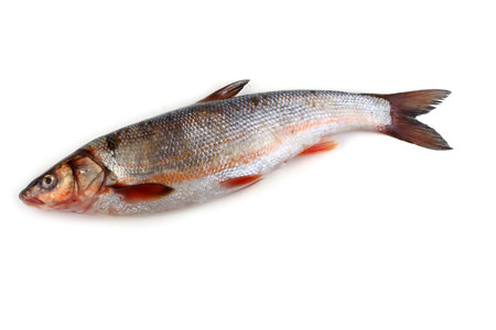 Rudd fish isolated on white