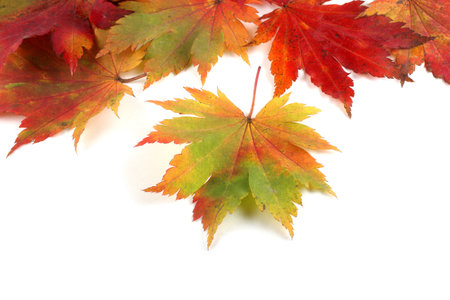 Beautiful autumn leaves