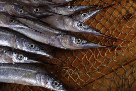 Garfish on net