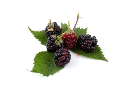 Blackberries and unripe blackberry