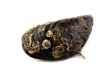 Mussel on white background