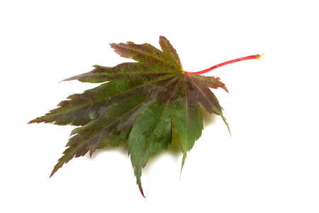 Autumn maple leafの写真素材