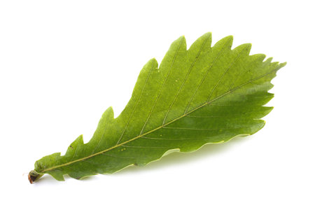 Green oak leafの写真素材