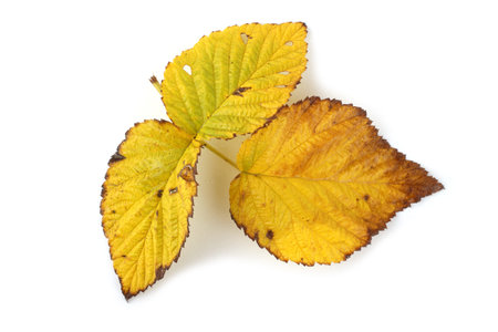 Autumn raspberry leaf
