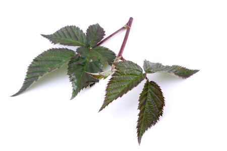 Blackberry leaves isolated on white
