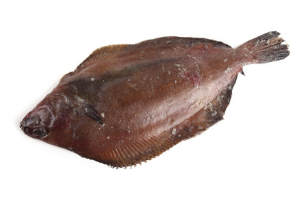 Pacific fat flounder. Delicacy