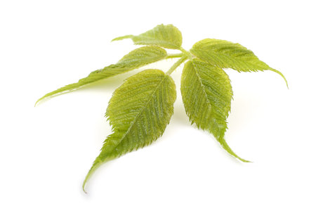 Blackberry leaf isolated on white