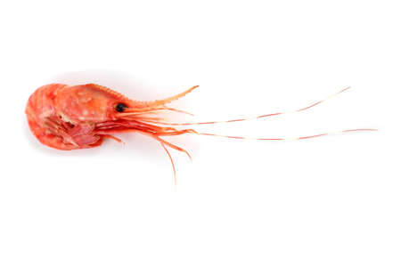 Shrimp isolated on whiteの写真素材