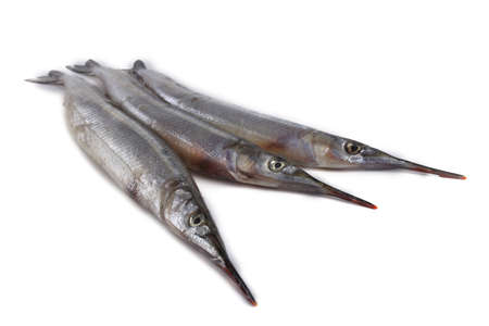 Garfish isolated on whiteの写真素材