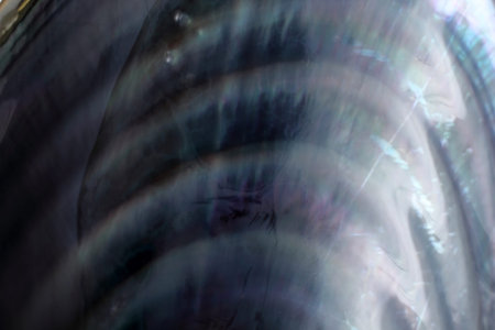Mussel shell background