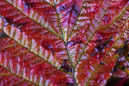 Autumn raspberry leaf