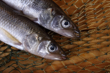 Smelt fishes on net. Pacific smelt variety