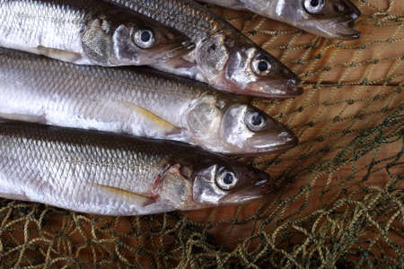 Smelt fishes on net. Pacific smelt varietyの写真素材